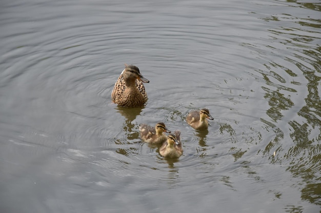 Anatre che nuotano nel lago