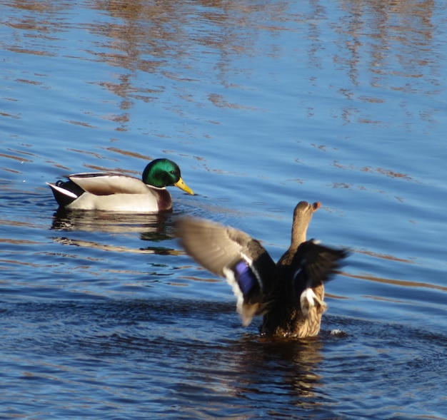 Anatre che nuotano nel lago