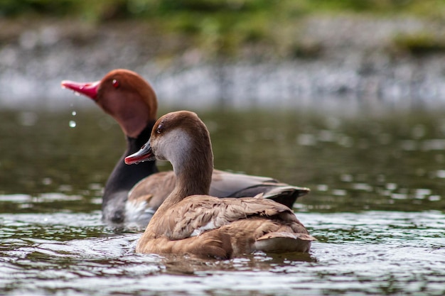 Anatre che nuotano nel lago