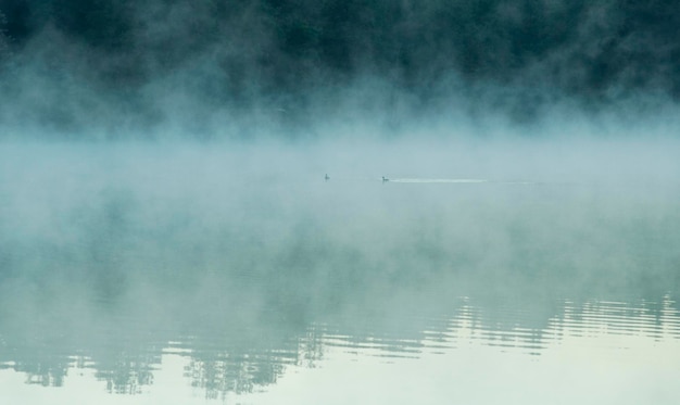 Anatre che nuotano nel lago