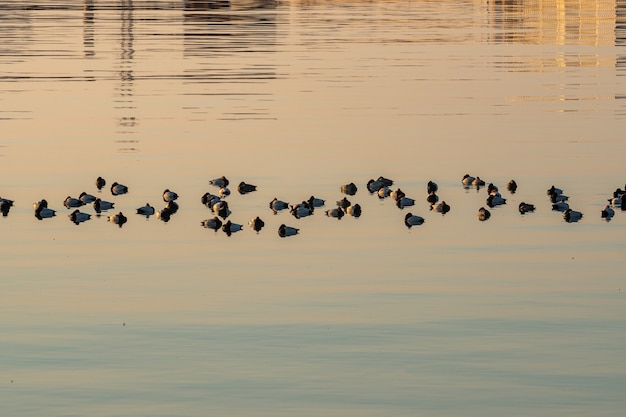 Anatre che nuotano nel Mar Caspio, Baku, Natura. Fauna selvatica.