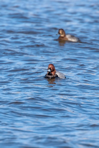 Anatre comuni di Pochard che nuotano nel lago Aythya ferina