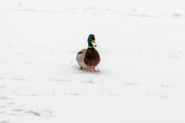 Anatre e draghi camminano sulla neve e su un lago ghiacciato