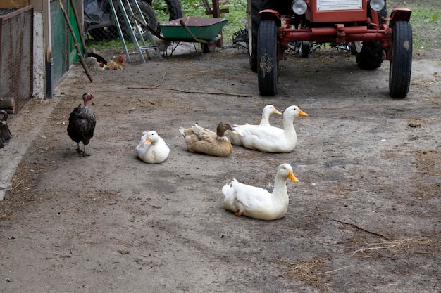 Anatre grigie e bianche che camminano nel paddock e polli in cerca di cereali sul terreno grigio della fattoria e sul trattore