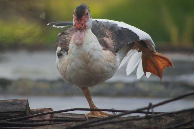 anatre in piedi su una gamba