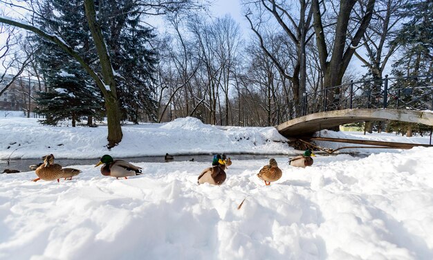 Anatre mallarde sdraiate sulla neve uccelli acquatici nel parco invernale