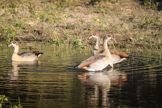 Anatre nel lago