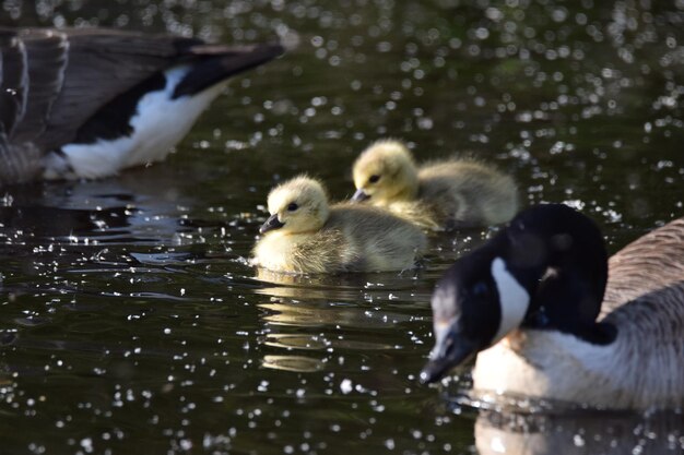 Anatre nel lago