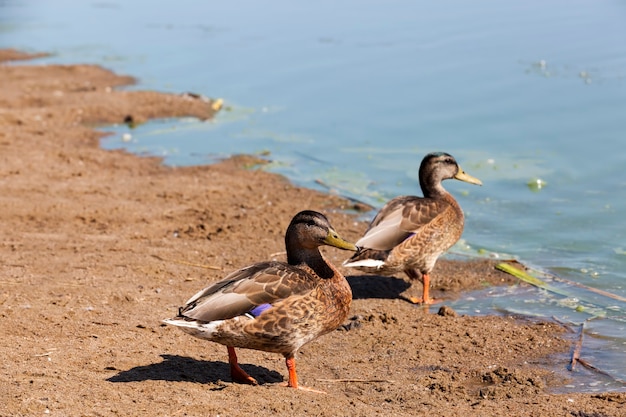 Anatre nel loro habitat naturale, un'area con un gran numero di laghi dove vivono anatre, anatre selvatiche uccelli acquatici in natura