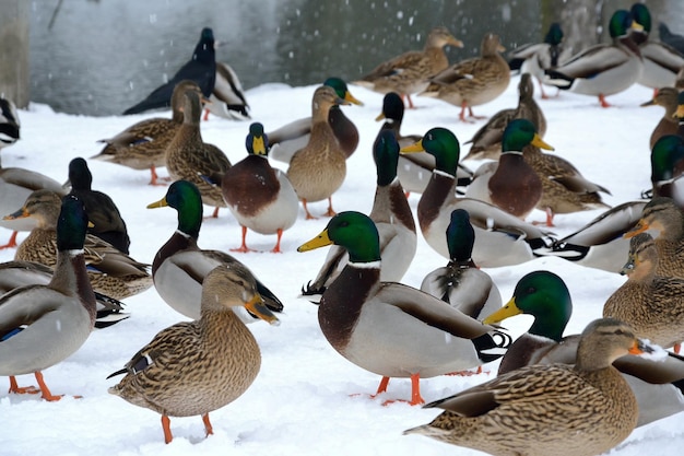 Anatre nella neve con un uccello nero sullo sfondo