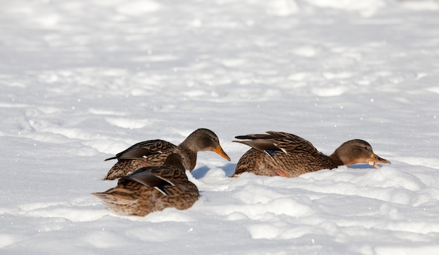 anatre nella neve