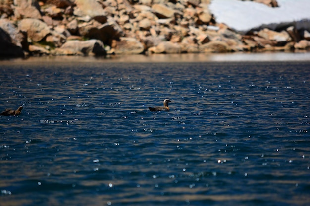 anatre patagoniche in acqua blu fusa