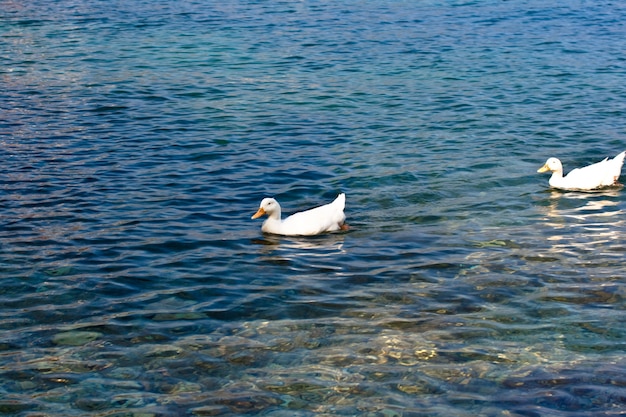 Anatre Pekin nel mare