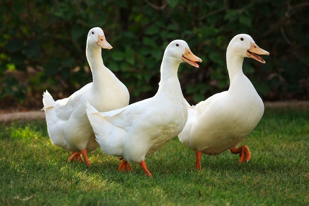 Anatre quacking divertenti in fattoria