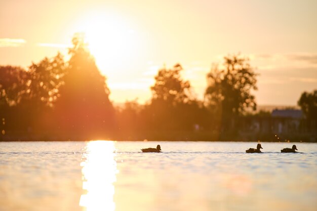 Anatre selvatiche che nuotano sull'acqua del lago al tramonto luminoso. Concetto di birdwatching.