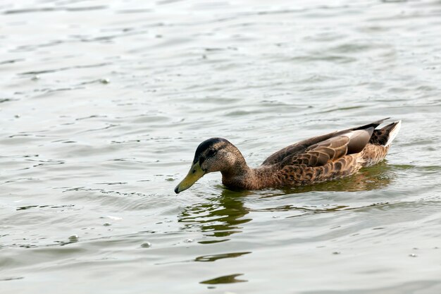 Anatre selvatiche di uccelli acquatici vicino al loro habitat, ambiente naturale per la vita degli uccelli selvatici, vere anatre vive allo stato brado