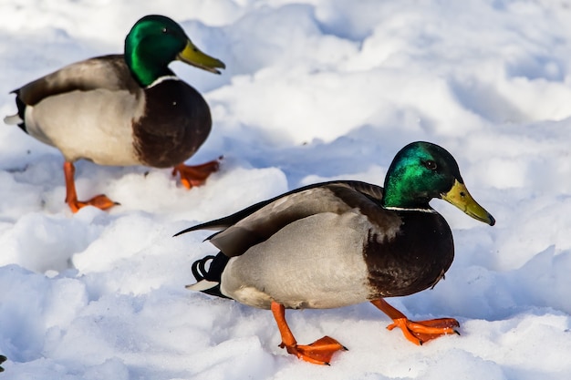 Anatre selvatiche in inverno su una neve