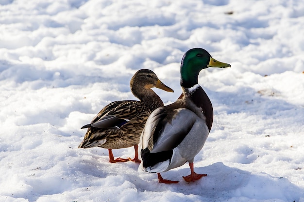 Anatre selvatiche in inverno su uno sfondo di neve. Un gregge è in cerca di cibo.