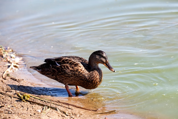 Anatre selvatiche in natura in estate o in primavera, le anatre sono libere e sono volate a vivere in Europa