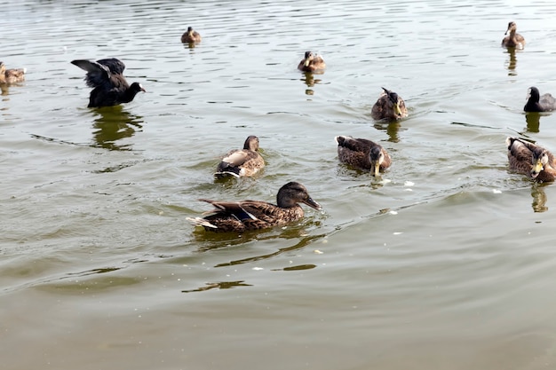 Anatre selvatiche migratorie nei laghi europei, Europa orientale con uccelli di anatra selvatica, territorio di laghi e fiumi con uccelli e anatre che vi abitano