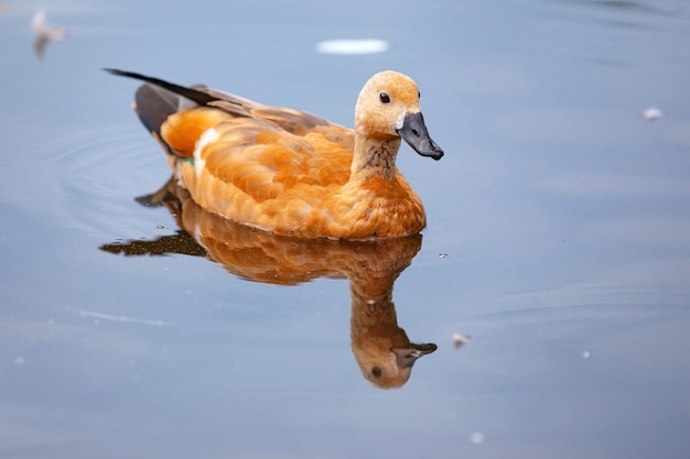 anatre selvatiche nel parco sulla superficie dell'acqua e sul prato