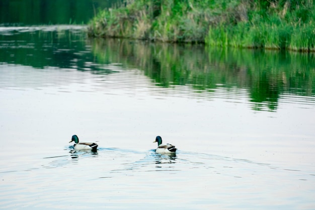 Anatre selvatiche nuotano serene sulla superficie dell'acqua Cigno bianco e anatre nuotano nel lago d'estate A caccia di uccelli nella foresta