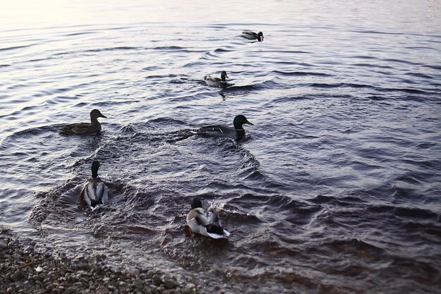 Anatre selvatiche vicino al fiume