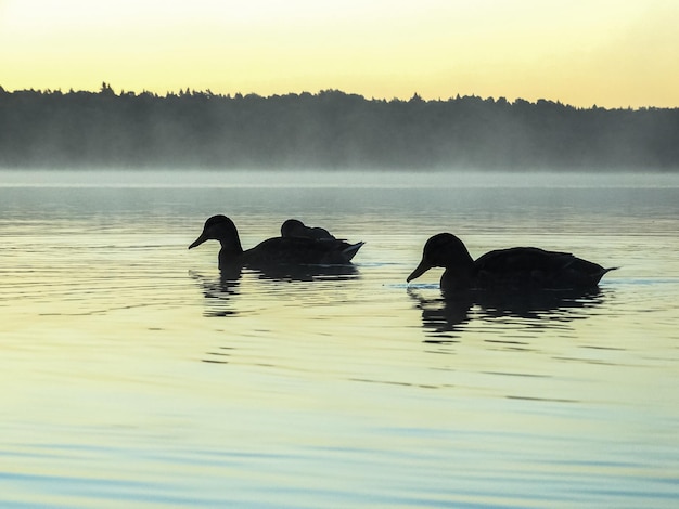 Anatre silhouette che nuotano nel lago durante il tempo nebbioso
