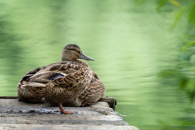 Anatre su uno stagno nel parco