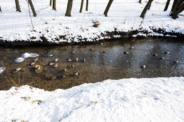 Anatre sul fiume congelato al giorno pieno di sole di inverno