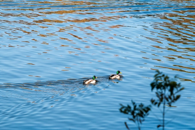 Anatre sul lago in acqua