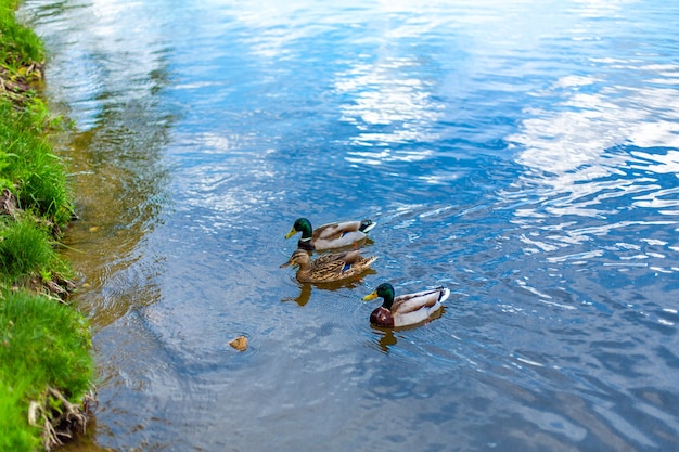 Anatre sul lago nel parco cittadino.