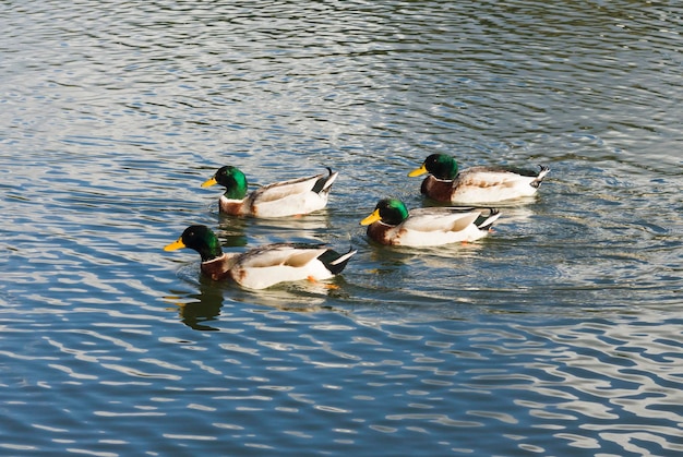 Anatre sull'acqua nel parco