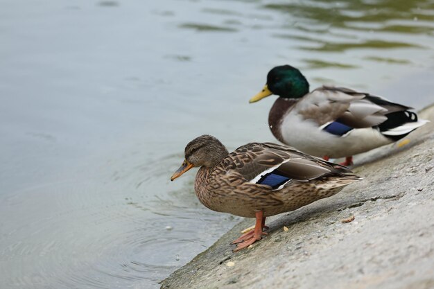 Anatre vicino al lago nel parco