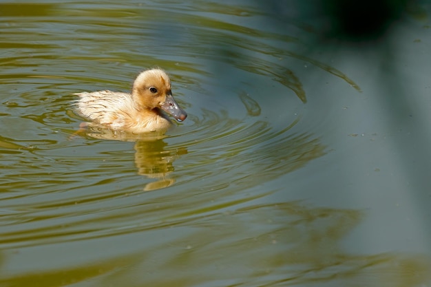 Anatroccolo che nuota nel lago in una giornata di sole
