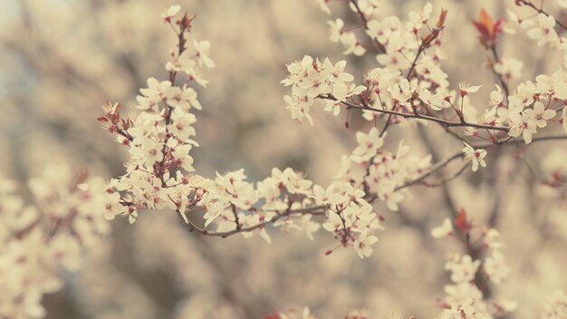 Anche il ramo di prugna di ciliegio con fiori chiari e foglie rosse sullo sfondo delle foglie e dei germogli