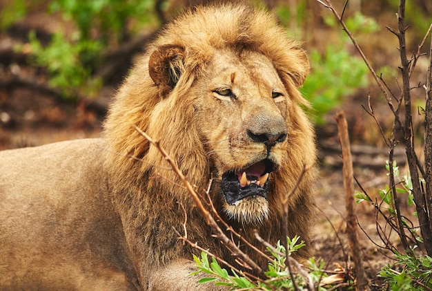 Anche il re ha bisogno di riposo Colpo ritagliato di un leone nelle pianure dell'Africa