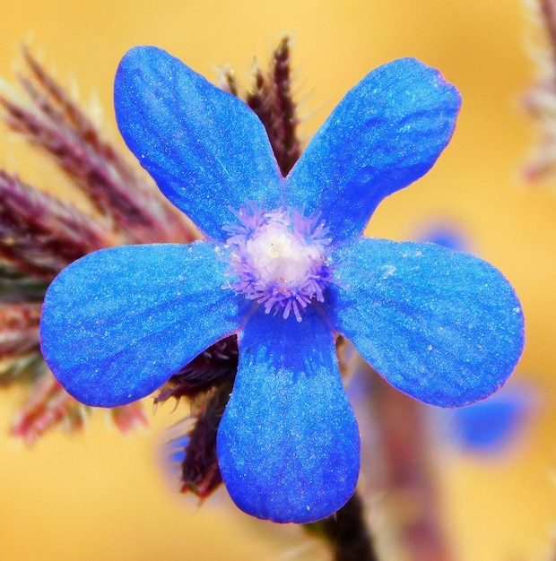 Anchusa azurea un fiore blu nei paesaggi