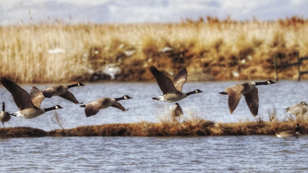 Ancine canadesi che volano sul fiume