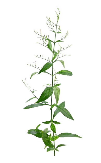 Andrographis paniculata isolato su sfondo bianco