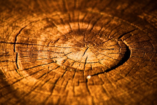 Anelli di età dettagliati nel vecchio ceppo di albero reciso con tonalità dorata su legno marrone