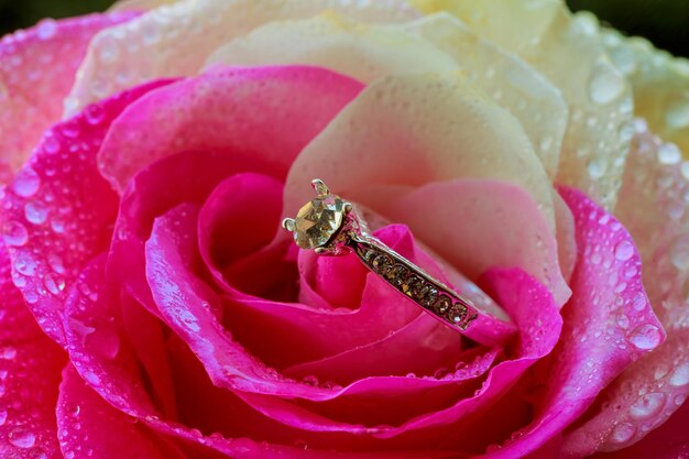 Anello d'oro con diamante sui petali di rosa san valentino che presenta l'amore di san valentino rosa