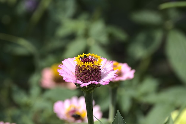 Anello giallo sopra i petali rosa