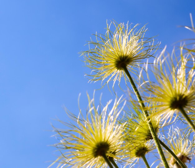 Anemone alpino (Pulsatilla alpina apiifolia) frutti su uno sfondo di cielo blu con sole e nuvole