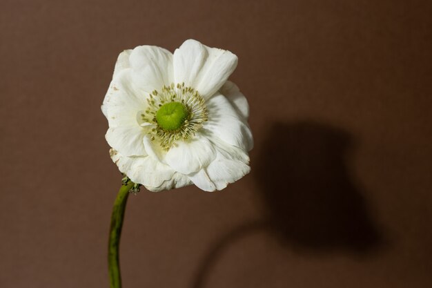 Anemone bianco fiore isolato su uno sfondo marrone vista macro ombre scure