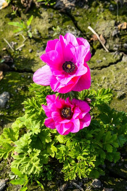 Anemone chinensis Poppy Anemone Windflower