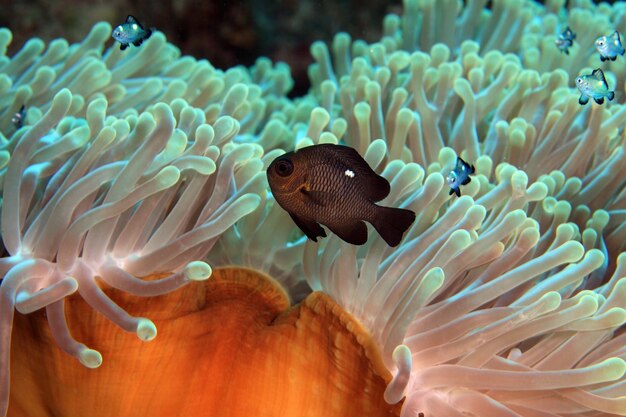 Anemone di mare e pesce pagliaccio del Mar Rosso