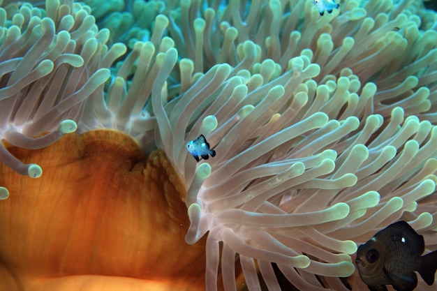 Anemone di mare e pesce pagliaccio del Mar Rosso