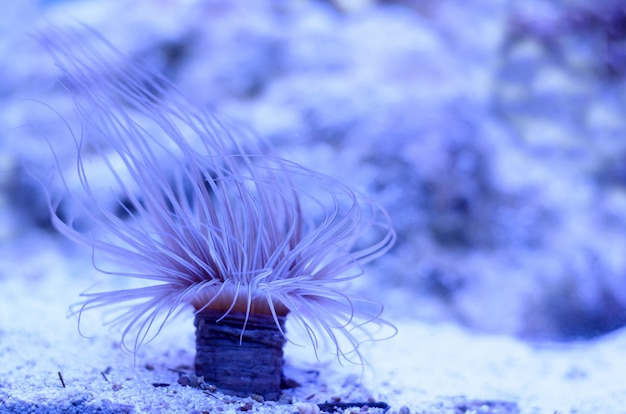 Anemone di mare in un&#39;acqua blu scuro dell&#39;acquario.