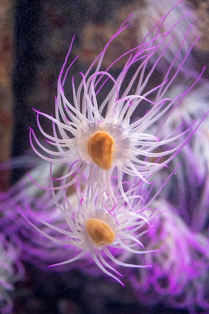 Anemone di mare mediterraneo rosa fluo